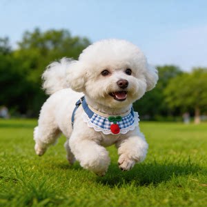 
Outdoor dog leash, outdoor harness, Teddy Bichon Pomeranian small and medium-sized dog pet kitten dog walking rope