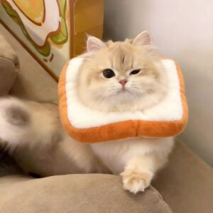 
Kitten Elizabethan collar, adjustable soft sterilization collar, eatable cat and dog collar, anti-licking and biting artifact