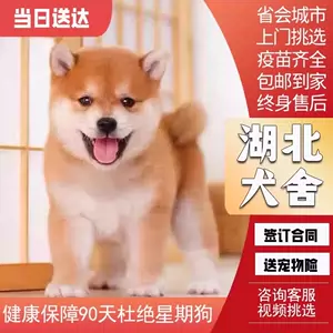 柴犬幼犬出售- Top 100件柴犬幼犬出售- 2024年4月更新- Taobao