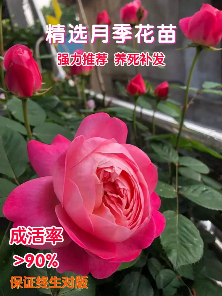 国内正規商品 和薔薇 切花開花苗 - 観葉植物