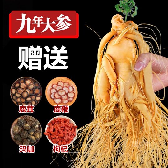 野山参 (高麗人参)正規品 よわ 2本入り！