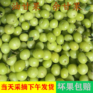 Fresh picking green oil, glyphous fruit, glycorn, beef and fruit, Yunnan olives, seasonal oil citrium acid fruit Yu Ganzi free shipping