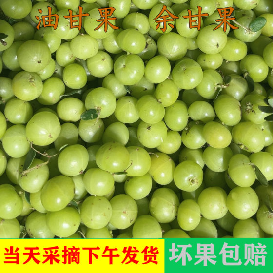 Fresh picking green oil, glyphous fruit, glycorn, beef and fruit, Yunnan olives, seasonal oil citrium acid fruit Yu Ganzi free shipping