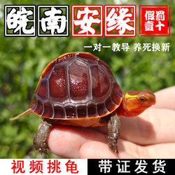 High-back fine-striped yellow-margined turtle, closed-shell turtle, Anyuan turtle hatchling