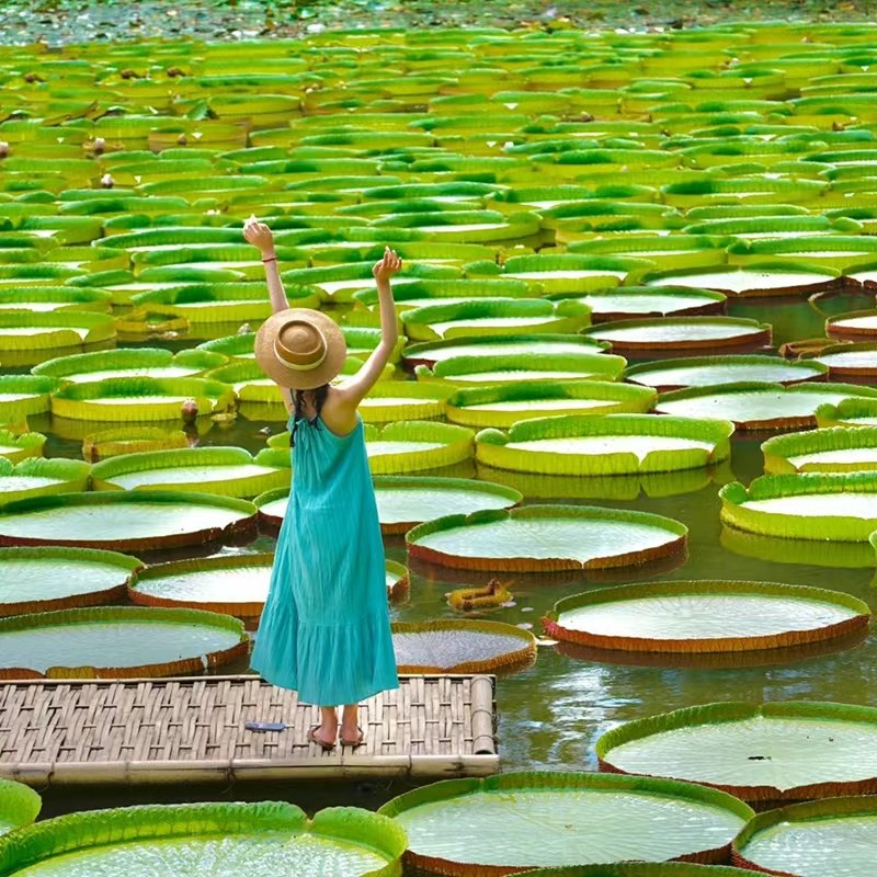 【2-5人高奢团】西双版纳旅游5天4晚纯玩+5钻酒店+泳池+含机票