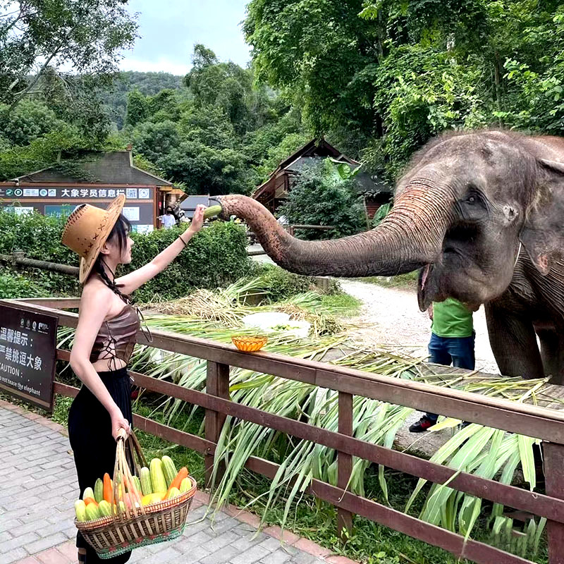 纯玩含机票 云南西双版纳旅游5天4晚跟团游傣族园野象谷森林公园