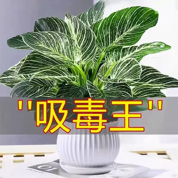 铂金钻盆栽绿萝箩水培绿植物吸除甲醛室内多肉四季好