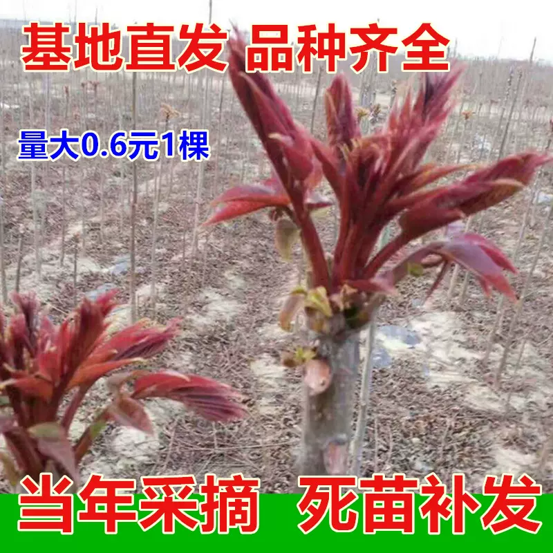 香椿苗红油香椿树苗香春树的树苗新鲜盆地栽食用香春芽树香椿树苖