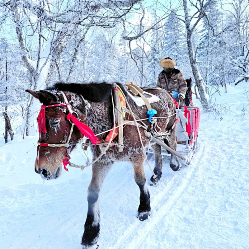 东北旅游哈尔滨旅游雪乡亚布力旅游滑雪3天2晚2-8人纯玩团无购物