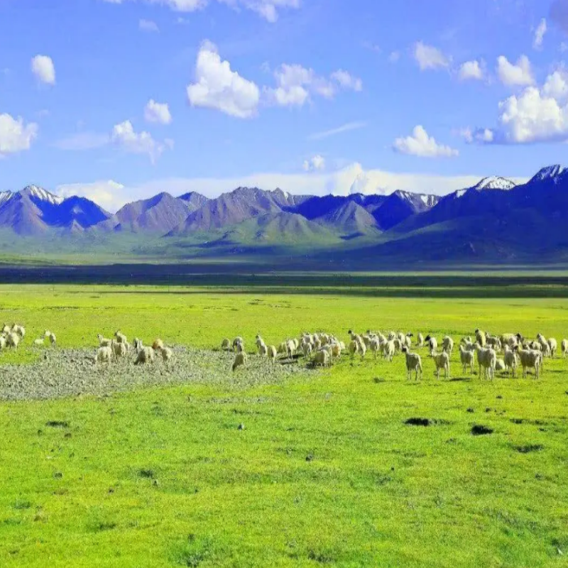 青甘大环线 2-8人团 黑马河+茶卡+德令哈+大柴旦+敦煌+张掖6日游