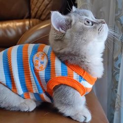 Cat Clothes Golden Gradient Ragdoll Spring and Autumn Thin Anti-Shedding Pet Dopamine Summer Small Dog Vest Cute