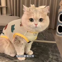 Cat Clothes with Gold Gradient Layer for Spring and Autumn, Anti-Shedding Summer Dog Vest, Pet Devon Ragdoll Puppy Kitten Thin Style