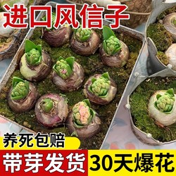 Hyacinth seed bulbs, hydroponic flowers with buds, large balls, good for feeding balcony indoor and outdoor potted plants, tulips, soil cultivation