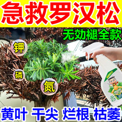 [Upgraded and more nutritious] Special nutrient solution for podocarpus