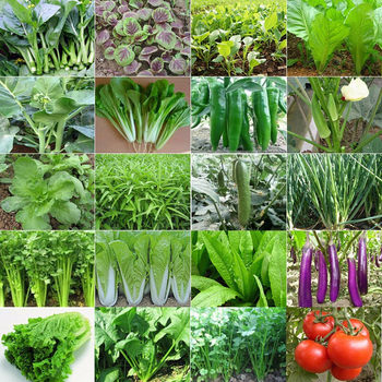 Home vegetable seeds sowing in all seasons
