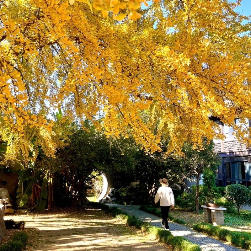 南京+无锡+沪苏杭+乌镇|5日跟团游|拈花湾|留园|西栅|5钻酒