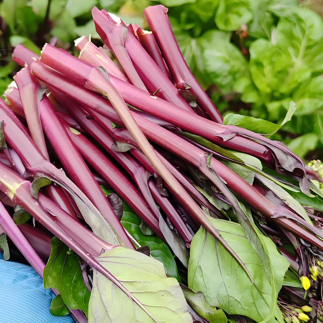 
Selected fresh vegetables red cabbage moss seaweed farm specialty red cabbage heart green vegetable red rapeseed seeds