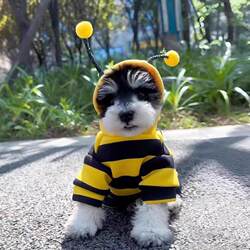 catdog puppy clothes bee transformed into photo costume