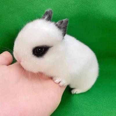 Mini dwarf rabbit children feeding live animals small teacup small pet ...