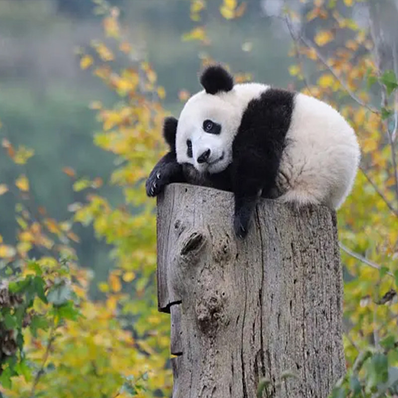 24H接送机-四川成都九寨沟旅游熊猫乐园黄龙5天4晚纯玩2+1保姆车