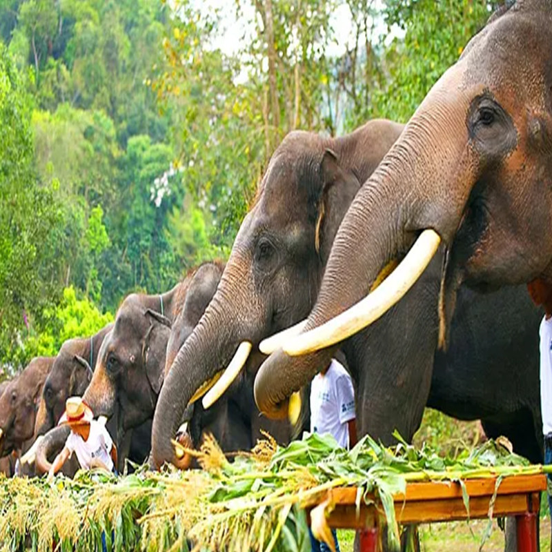 独立用车私家团6天纯玩0自费|星光夜市酒店|云南旅游昆明西双版纳
