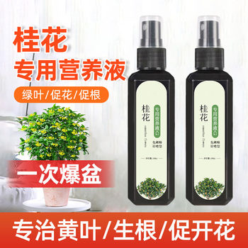 Special nutrient solution for sweet-scented osmanthus tree with yellow and dead leaves