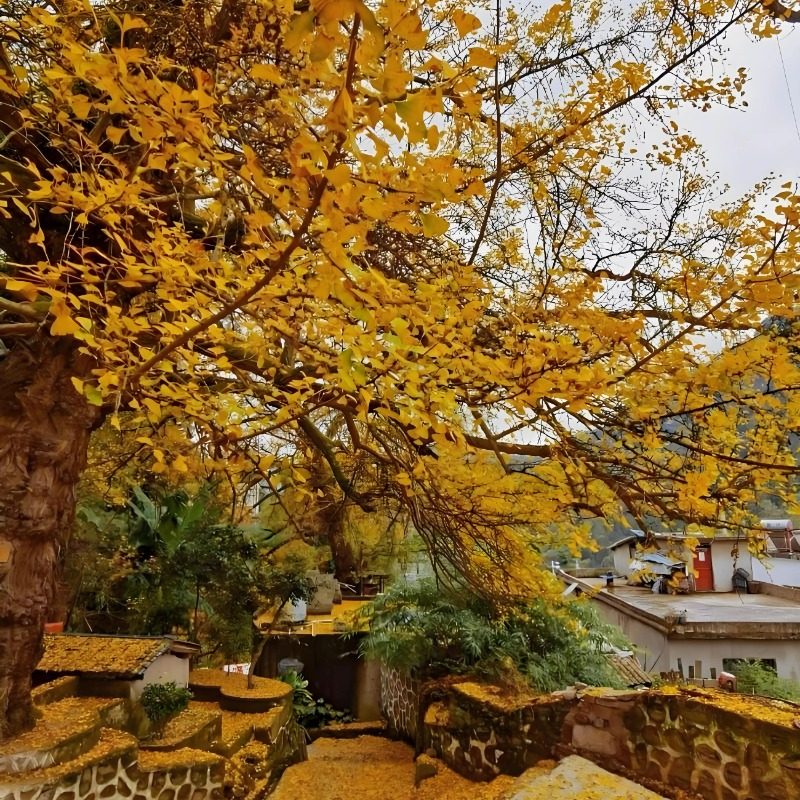 【银杏季】妥乐古银杏一日游私家团 亲情服务 省心游 可制定行程