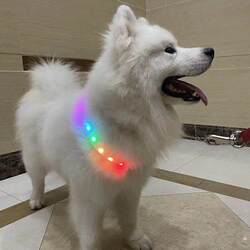 Pet Luminous Collar for Small and Large Dogs, Samoyed Dog Flashing Collar, Running Light Dog Collar with Lights