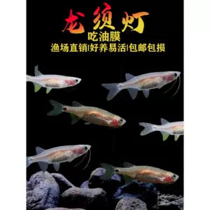 观察箱鱼- Top 100件观察箱鱼- 2024年4月更新- Taobao
