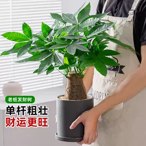 thick rod large plant Latest Best Selling Praise Recommendation