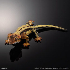 
Pre-order Biological Encyclopedia Crested Dog Gecko Gashapon Genuine Simulation Movable Gecko Lizard Ornaments