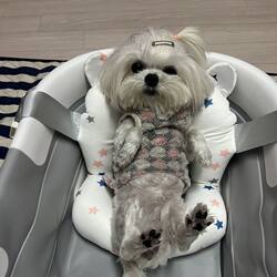 Pet Bath Mat, Bath Tub Mat, Cat-Specific Bathtub Mat, Cat Bathing Tub Mat, Small Dog Bath Mat to Prevent Running Away