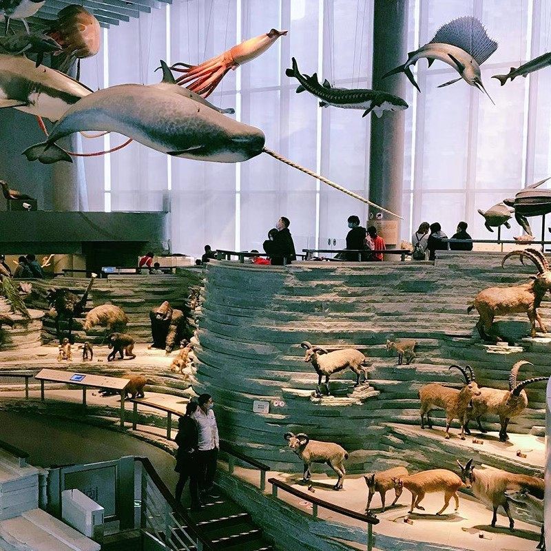 猩咖说上海自然博物馆+历史博物馆4H包团人工讲解上海旅游