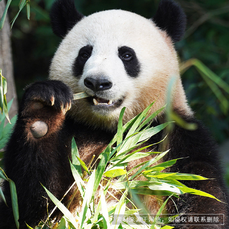猩咖说成都大熊猫繁育研究基地2H不含票拼团讲解旅游成都
