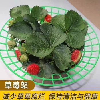 Strawberry Tray Rack Anti-rot Strawberry Rack Support Mesh