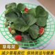 Strawberry tray rack anti-rot strawberry rack support grid round fruit stand green gardening stable support rack