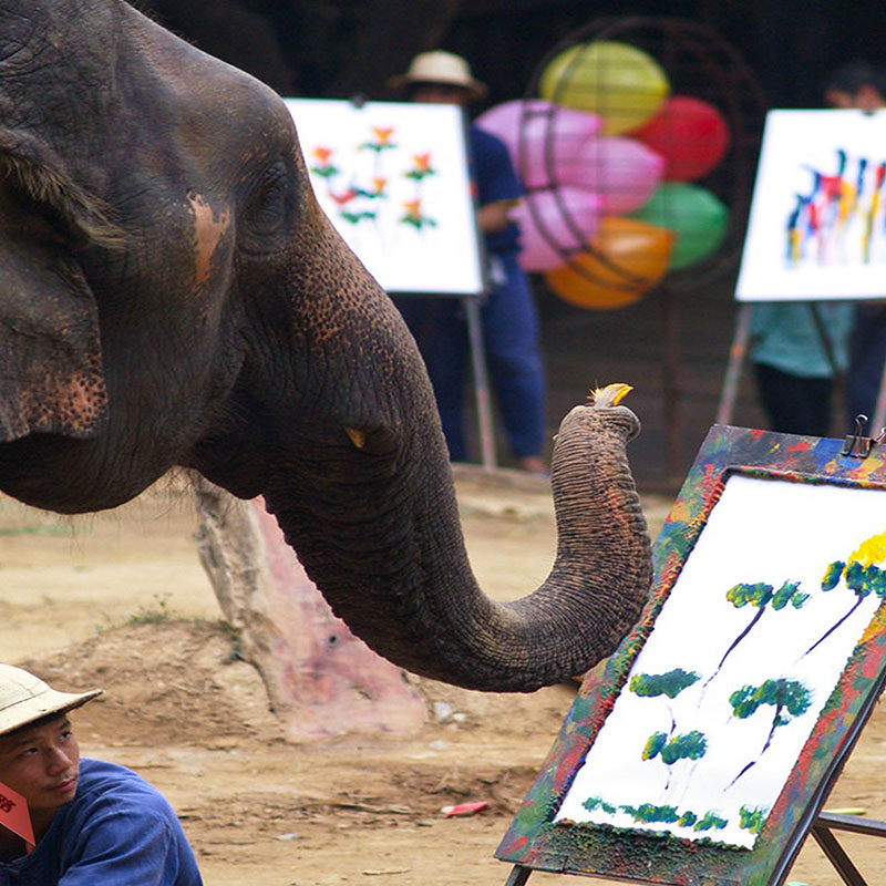 云南旅游自由行西双版纳5天4晚纯玩亲子家庭旅行普洱小熊猫野象谷