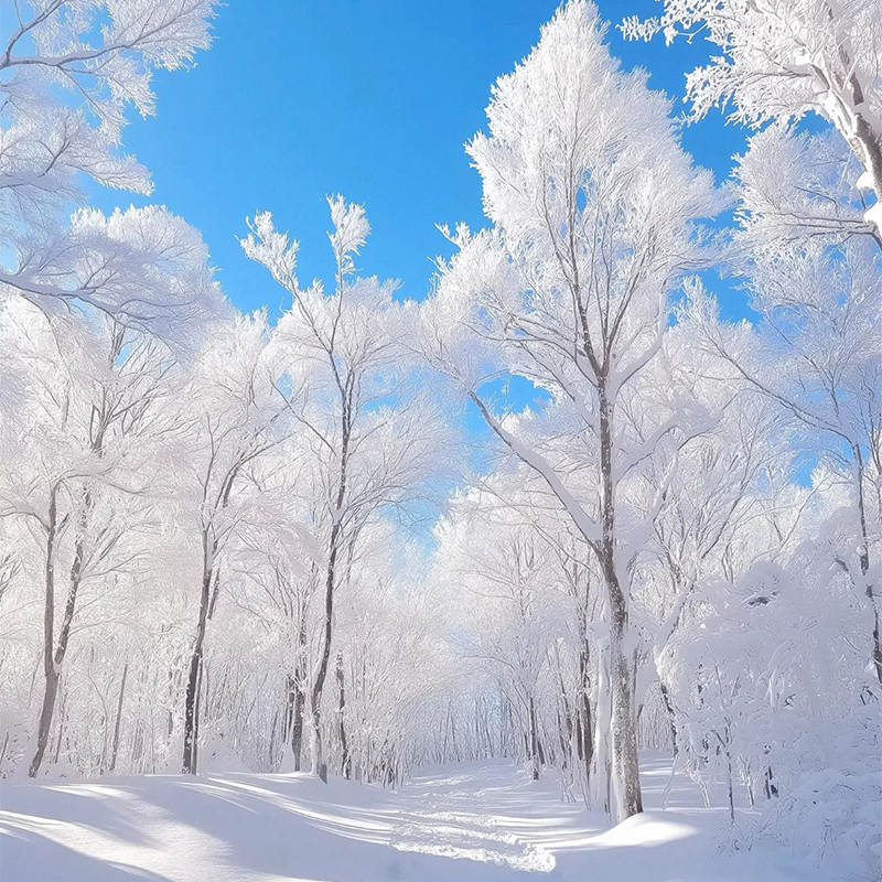 2+1车型东北沈阳故宫吉林滑雪长白山雾凇漂流镜泊湖雪乡哈尔滨7日