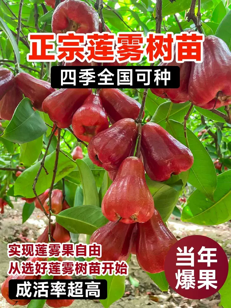 レンブ取木苗木 台湾黑金剛 花付き！特大 レンブ取木苗木 台湾黑