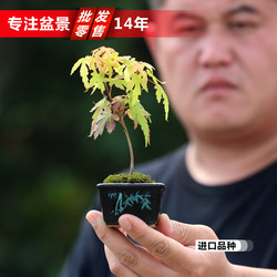 Imported native mountain red leaf sketch potted miniature bonsai chicken claw maple bonsai creative potted maple foliage plant
