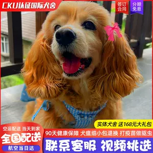 美国可卡犬- Top 100件美国可卡犬- 2024年4月更新- Taobao