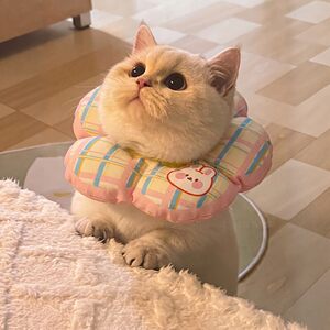 猫咪伊丽莎白圈兔子围脖宠物术后绝育防水防舔伤口项圈狗狗头套