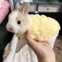 Little Rabbit Clothes with Extra Fleece and Thickening, Dwarf Lop-Eared Rabbit, Kitten, Puppy, Small Dog Pet Warm Clothing, Autumn and Winter Style