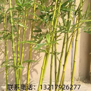 假竹林装饰- Top 100件假竹林装饰- 2024年6月更新- Taobao
