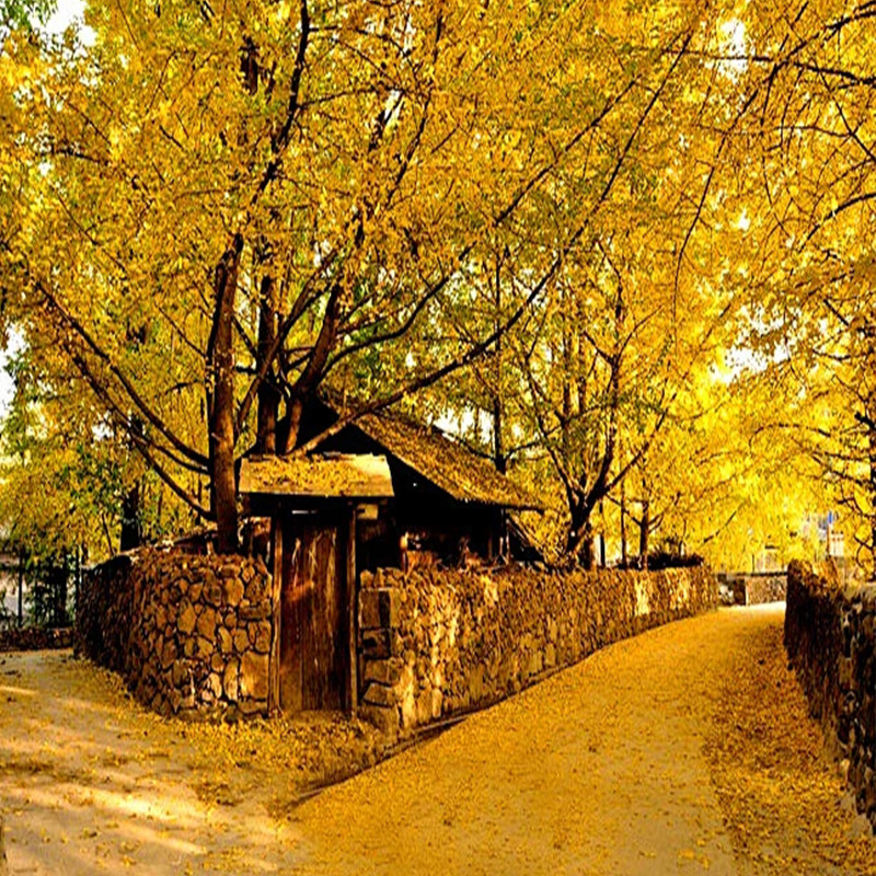 【全国出发】云南旅游保山腾冲芒市天5晚双飞双动金秋银杏村和顺