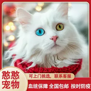 白狮子猫- Top 500件白狮子猫- 2024年4月更新- Taobao