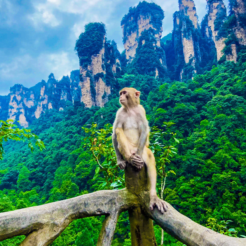 【五星+江景房】长沙张家界旅游3天2晚跟团游天门山凤凰森林公园