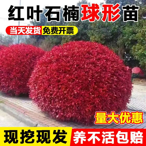
Red-leaf heather ball saplings, outdoor courtyard villa ground-planted seedlings, fence wall greening seedlings, are cold-resistant and easy to feed in all seasons.