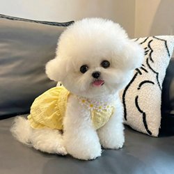 Dog Clothes Pet Summer Thin Style Bichon Small Dog Vest Dress 2026 New Cat Clothes High Aesthetic Value