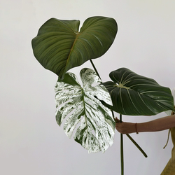 Simulated Green Plant Calla Lily Indoor Window Landscaping Internet Celebrity Scene Layout Large Feel Turtle Leaf Decorative Leaves